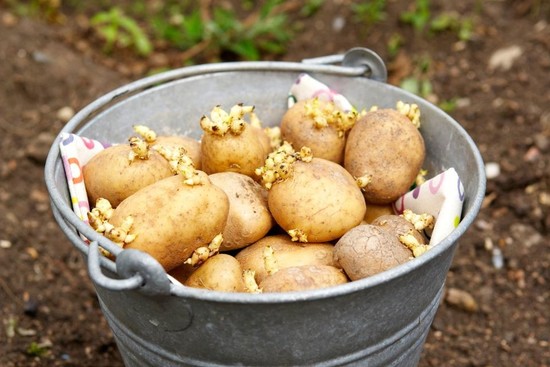 картошка для посадки