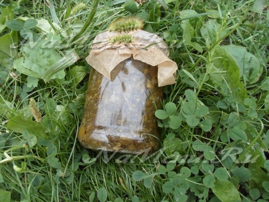 Щавель