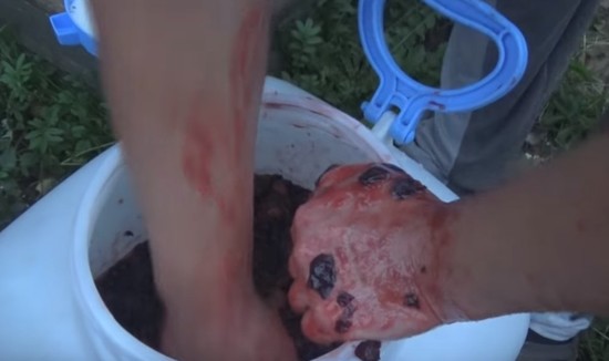 Вино из рябины черноплодной в домашних условиях: рецепт пошагово, видео