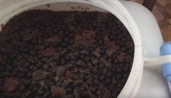 Вино из рябины черноплодной в домашних условиях: рецепт пошагово, видео